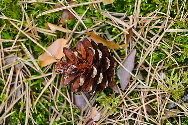포토 JPG 해외이미지 나무 식물 계절 지구 백그라운드 잎 크리스마스 자연 추상 바닥 건조 씨앗 사람없음 야외 목재 장식 초록색 뷰티 갈색 환경 봄 흰색 소나무 떨어짐 숲 작음 큼 질감 침엽수 전나무 원뿔 내추럴 땅바닥 가문비나무 해외포토 도형 기념일 컬러 컨셉 무늬 재료 크기 생태계 파일형식 이미지허브