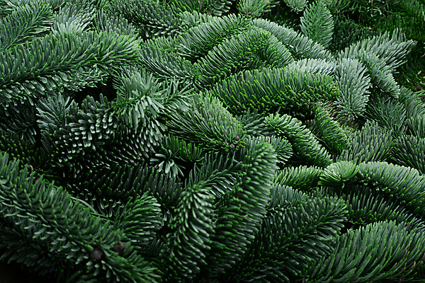 포토 JPG 해외이미지 나무 식물 템플릿 디자인 배너 기념일 백그라운드 크리스마스 겨울 패턴 휴가 새해 사람없음 초록색 공백 나뭇가지 축하 소나무 신용카드 클래식 심볼 질감 뼈대 상록수 침엽수 전나무 내추럴 목업 가문비나무 카피스페이스 해외포토 계절 컬러 컨셉 무늬 이벤트 금융 파일형식 이미지허브