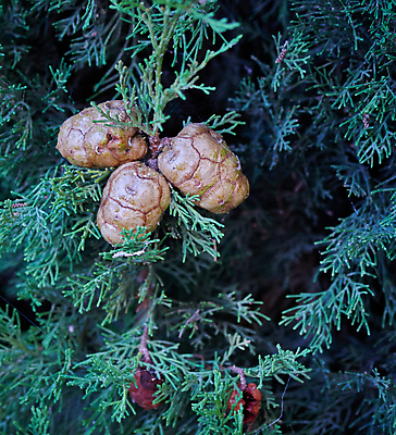 포토 JPG 해외이미지 식물 사람없음 장식 축제 내추럴 베르데 해외포토 파일형식 이미지허브