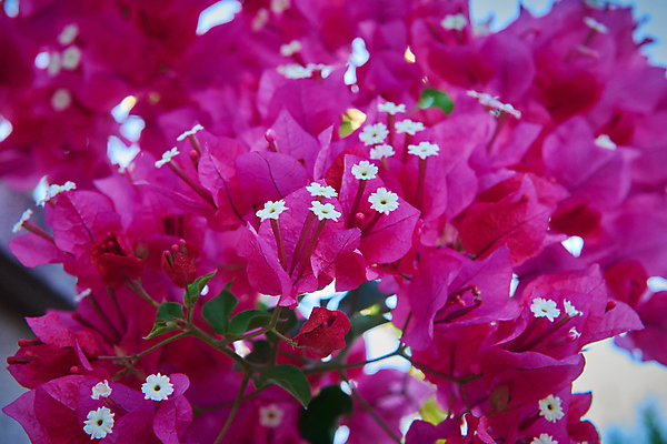 포토 JPG 해외이미지 식물 꽃잎 꽃 분홍색 백그라운드 잎 꽃무늬 자연 사람없음 장식 빨간색 초록색 컬러풀 뷰티 정원 보라색 봄 벚꽃 신선 개화 제비꽃 내추럴 해외포토 계절 컬러 무늬 생태계 파일형식 이미지허브