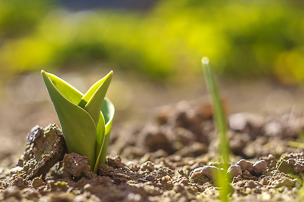 포토 JPG 해외이미지 식물 계절 꽃잎 꽃 분홍색 백그라운드 겨울 꽃무늬 봄꽃 자연 부활절 사람없음 야외 초록색 파란색 컬러풀 뷰티 노란색 정원 맑음 보라색 봄 성장 벚꽃 인사 개화 4월 다발 제비꽃 엽서 라일락 내추럴 사프란 헌병 해외포토 기념일 컬러 무늬 날씨 군인 예절 날짜 편지 향신료 생태계 파일형식 이미지허브