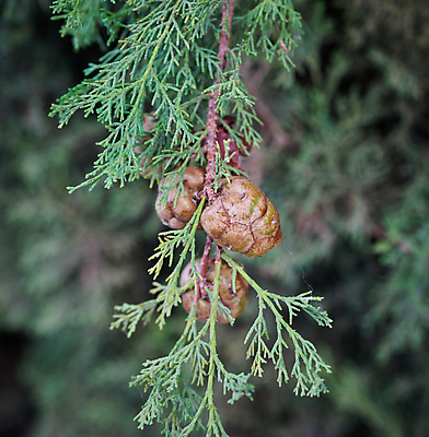 포토 JPG 해외이미지 식물 사람없음 장식 축제 내추럴 베르데 해외포토 파일형식 이미지허브