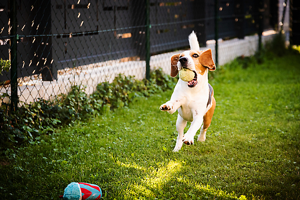 포토 JPG 해외이미지 동물 공원 행복 포즈 밭 장난 공 자연 놀이 털 기술 건강 잔디 사람없음 야외 초록색 여름 반려동물 장난감 달리기 운동 점프 봄 기쁨 에너지 게임 잡기 개 속도 흥분 비글 송곳니 신앙심 요령 해외포토 식물 계절 공공시설 감정 컬러 농업 포유류 모션 치아 생태계 파일형식 이미지허브