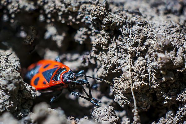 포토 JPG 해외이미지 식물 동물 디자인 계절 꽃잎 꽃 야생동물 곤충 백그라운드 잎 꽃무늬 날개 자연 사람없음 야외 초록색 물 여름 파란색 빛 컬러풀 환경 정원 봄 젖음 벚꽃 흰색 물방울 신선 닫기 벌레 이슬 작음 민들레 빗방울 묘사 내추럴 고립 해외포토 자연요소 컬러 무늬 모션 비_날씨 크기 생태계 파일형식 이미지허브