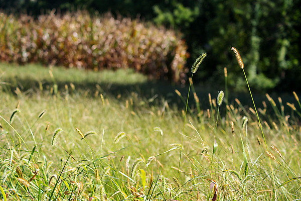 포토 JPG 해외이미지 식물 동물 계절 야생동물 음식 백그라운드 밭 농업 자연 조류 풍경 사람없음 야외 초록색 여름 농작물 컬러풀 뷰티 농장 갈색 노란색 정원 맑음 봄 수확 성장 가을 시골 신선 소프트포커스 보케 내추럴 숙성 카피스페이스 해외포토 산업 컬러 날씨 촬영기법 공백 생태계 파일형식 이미지허브