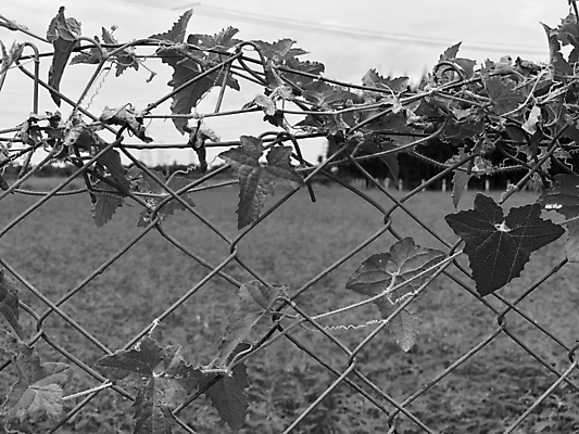 포토 JPG 해외이미지 나무 식물 계절 꽃 벽 잎 패턴 밭 농업 자연 하늘 추상 안전 사람없음 초록색 여름 빛 울타리 태양 금속 정원 축구 봄 성장 벚꽃 흰색 나뭇가지 경계선 신선 그물 보호 숲 접속 철 질감 보안 철사 자작나무 망사 내추럴 철강 해외포토 자연요소 산업 선 컬러 컨셉 무늬 재질 담장 구기 직물 경계 생태계 파일형식 이미지허브