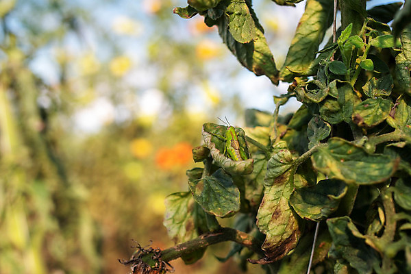 포토 JPG 해외이미지 식물 계절 야생동물 음식 줄기 곤충 백그라운드 컨셉 잎 농업 날개 토마토 자연 추상 건강 사람없음 야외 초록색 여름 햇빛 환경 정원 맑음 봄 수확 성장 신선 벌레 소프트포커스 예측 유기농 보케 메뚜기 서식지 내추럴 채소밭 동물상 온실 해외포토 동물 웰빙 산업 컬러 무늬 밭 채소 날씨 촬영기법 태양 조형물 생태계 파일형식 이미지허브