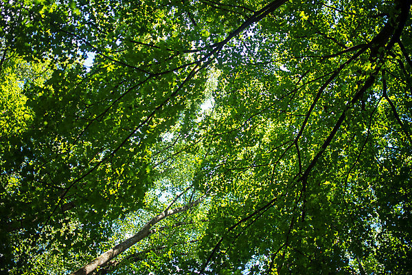 포토 JPG 해외이미지 나무 식물 계절 공원 로우앵글 여행 백그라운드 단풍 잎 패턴 하늘 사람없음 야외 목재 초록색 빛 햇빛 태양 환경 침묵 봄 활발 자유 성장 나뭇가지 숲 큼 자연백그라운드 내추럴 삼림지대 해외포토 자연요소 공공시설 뷰포인트 컬러 컨셉 무늬 재료 자연 소리 크기 파일형식 이미지허브