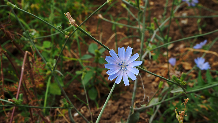포토 JPG 해외이미지 식물 꽃 백그라운드 꽃무늬 자연 건강 사람없음 초록색 여름 파란색 약 벚꽃 약초 허브 내추럴 치커리 해외포토 계절 컬러 무늬 채소 의학 풀_식물 생태계 파일형식 이미지허브