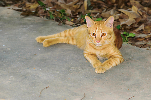 포토 JPG 해외이미지 동물 척추동물 1 응시 남자 백그라운드 포유류 앉기 성인 사람없음 반려동물 갈색 머리 고양이 금지 흰색 큼 자르기 슛 육식동물 생강 거인 산악지대 고립 접기 해외포토 시선 컬러 채소 모션 산 사람 신체부위 크기 파일형식 이미지허브