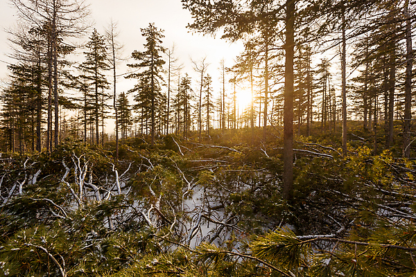 포토 JPG 해외이미지 나무 1 계절 여행 백그라운드 겨울 밭 자연 하늘 산 주택 사람없음 야외 초록색 빛 세계 햇빛 태양 일출 맑음 일몰 추위 시골 소나무 정상 숲 오두막 즐거움 장면 내추럴 해외포토 자연요소 식물 감정 컬러 농업 날씨 건물 노을 생태계 파일형식 이미지허브