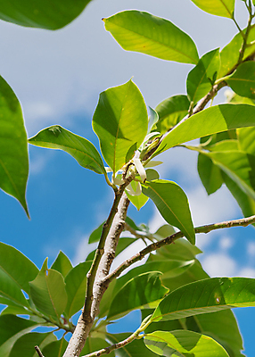 포토 JPG 해외이미지 식물 꽃잎 꽃 아시아 잎 꽃무늬 자연 하늘 사람없음 야외 초록색 노란색 맑음 미국 벚꽃 흰색 신선 닫기 향수 향기 향 아로마테라피 내추럴 인도차이나반도 텍사스 해외포토 나라 컬러 북아메리카 무늬 모션 날씨 화장품 생태계 냄새 테라피 파일형식 이미지허브
