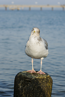 포토 JPG 해외이미지 동물 유럽 별 야생동물 모래 파도 바다 섬 자연 갈매기 조류 하늘 조개 휴식 불가사리 해변 사람없음 물 햇빛 일출 맑음 일몰 껍질 깃털 부리 내추럴 발트해 파라다이스 해외포토 자연요소 나라 컨셉 날씨 어패류 극피동물 북유럽 태양 노을 생태계 파일형식 이미지허브