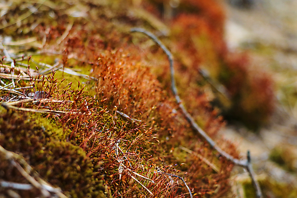 포토 JPG 해외이미지 나무 식물 공원 백그라운드 잎 패턴 자연 표면 추상 바닥 이끼 사람없음 야외 장식 초록색 강 환경 정원 봄 젖음 성장 신선 개울 닫기 숲 작음 유기농 질감 내추럴 땅바닥 순록 해외포토 웰빙 계절 공공시설 컬러 무늬 모션 크기 생태계 파일형식 이미지허브