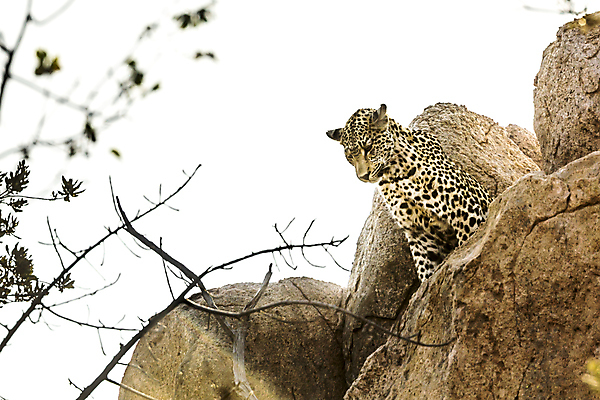 포토 JPG 해외이미지 주간 한마리 야생동물 자연 나뭇잎 사람없음 야외 아웃포커스 나뭇가지 맹수 표범 남아프리카 보츠와나 해외포토 자연요소 나무 동물 1 잎 포유류 아프리카 촬영기법 생태계 파일형식 이미지허브