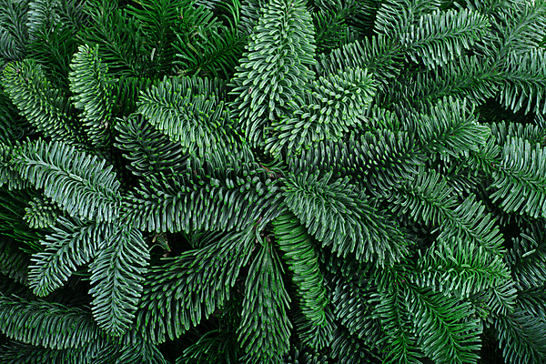 포토 JPG 해외이미지 나무 식물 템플릿 디자인 배너 기념일 백그라운드 크리스마스 겨울 패턴 휴가 새해 사람없음 초록색 공백 나뭇가지 축하 소나무 신용카드 클래식 심볼 질감 뼈대 상록수 침엽수 전나무 내추럴 목업 가문비나무 카피스페이스 해외포토 계절 컬러 컨셉 무늬 이벤트 금융 파일형식 이미지허브