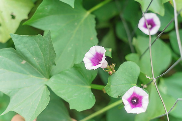 포토 JPG 해외이미지 식물 꽃잎 꽃 분홍색 백그라운드 잎 농업 채소 자연 동양인 사람없음 야외 초록색 농작물 농장 농경지 미국 수확 성장 벚꽃 시골 신선 개화 유기농 원예 튜브 내추럴 텍사스 세련 해외포토 웰빙 산업 컬러 북아메리카 인종 취미 생태계 파일형식 이미지허브