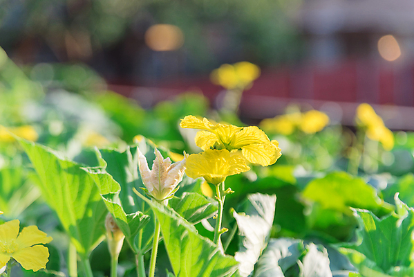 포토 JPG 해외이미지 식물 계절 백그라운드 잎 꽃무늬 농업 채소 과일 자연 사람없음 야외 장식 초록색 울타리 농장 노란색 미국 성장 벚꽃 개화 수분 대나무 유기농 원예 포도나무 국산 녹색배경 내추럴 밭일 텍사스 세련 해외포토 나무 웰빙 꽃 산업 컬러 북아메리카 무늬 취미 담장 과일나무 생태계 파일형식 이미지허브