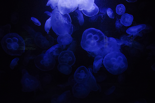 포토 JPG 해외이미지 여러마리 사람없음 파란색 바닷속 수중동물 자포동물 해파리 해외포토 동물 컬러 다수 수중 파일형식 이미지허브