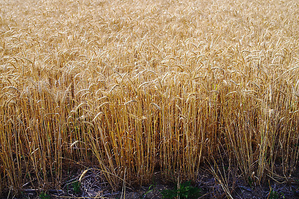 포토 JPG 해외이미지 식물 계절 음식 빵 백그라운드 패턴 밭 농업 재료 자연 날씨 씨앗 사람없음 야외 농작물 햇빛 농장 농경지 노란색 수확 성장 시골 신선 황금 보호 낟알 시리얼 밀 질감 부드러움 건강식 내추럴 숙성 채식주의자 세련 해외포토 산업 컬러 컨셉 무늬 곡류 태양 감각 생태계 채식 파일형식 이미지허브