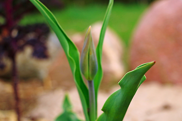 포토 JPG 해외이미지 공원 꽃잎 꽃 백그라운드 사람없음 야외 튤립 소프트포커스 해외포토 식물 공공시설 촬영기법 파일형식 이미지허브
