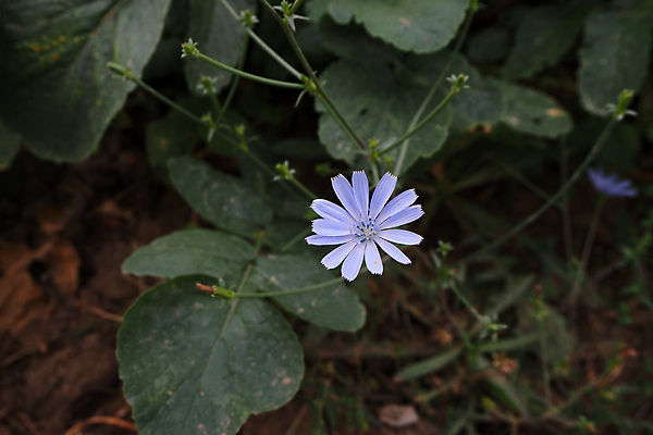 포토 JPG 해외이미지 식물 꽃 백그라운드 꽃무늬 자연 건강 사람없음 초록색 파란색 약 벚꽃 약초 허브 내추럴 치커리 해외포토 컬러 무늬 채소 의학 풀_식물 생태계 파일형식 이미지허브