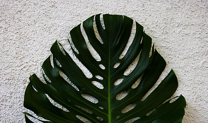 포토 JPG 해외이미지 식물 디자인 화초 백그라운드 잎 꽃무늬 자연 멕시코 손바닥 사람없음 야외 장식 초록색 세트 유행 환경 정원 봄 줄무늬 흰색 나뭇가지 신선 닫기 큼 흰배경 상록수 내추럴 고립 생태학 이국적 해외포토 나무 손 계절 교육 꽃 컬러 북아메리카 무늬 모션 크기 생태계 파일형식 이미지허브