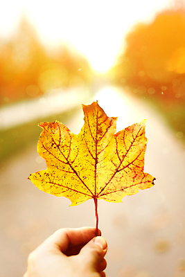 포토 JPG 해외이미지 나무 식물 손 계절 공원 여행 백그라운드 컨셉 단풍 잎 오렌지 자연 사람 사람없음 야외 빨간색 초록색 빛 컬러풀 햇빛 태양 뷰티 노란색 맑음 일몰 가을 흰색 잡기 황금 숲 9월 11월 심볼 질감 10월 내추럴 떠남 해외포토 자연요소 공공시설 컬러 과일 모션 날씨 신체부위 노을 날짜 생태계 파일형식 이미지허브