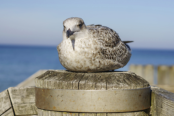 포토 JPG 해외이미지 야생동물 모래 파도 바다 여행 백그라운드 자연 벽지 갈매기 하늘 바람 휴가 휴식 독일 파노라마 사람없음 야외 치료 물 파란색 태양 여행객 일몰 봄 보트 황무지 떨어짐 모래언덕 방파제 북쪽 내추럴 라트비아 발트해 수평선 해외포토 자연요소 동물 계절 공공시설 유럽 컬러 컨셉 배_교통 의학 조류 날씨 촬영기법 북유럽 사람 노을 방향 언덕 생태계 파일형식 이미지허브