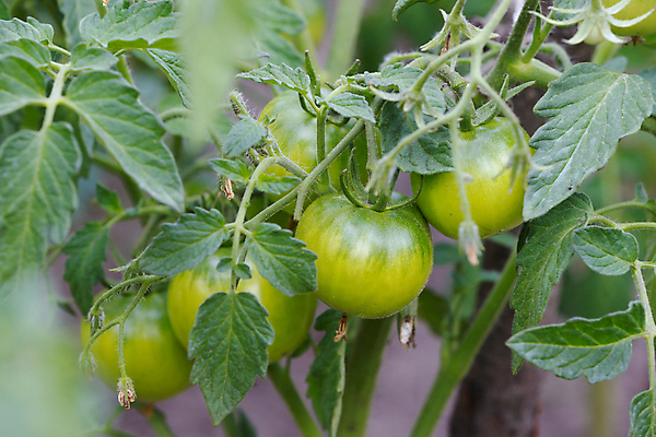포토 JPG 해외이미지 식물 계절 음식 줄기 백그라운드 잎 농업 토마토 채소 과일 자연 건강 사람없음 초록색 농작물 농장 새싹 정원 흙 무대 성장 나뭇가지 신선 선택 다발 관목 생태계 날것 내추럴 모종 밭일 온실 채식주의자 세련 해외포토 나무 산업 컬러 컨셉 채식 파일형식 이미지허브