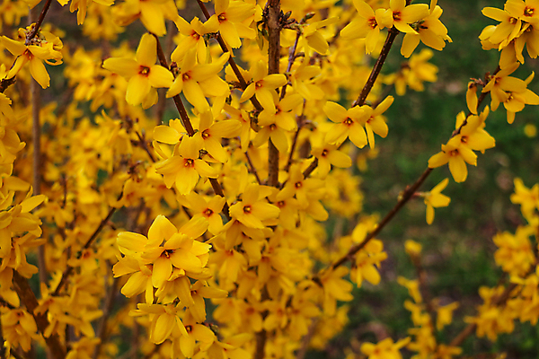 포토 JPG 해외이미지 나무 식물 계절 공원 꽃잎 꽃 백그라운드 잎 꽃무늬 자연 사람없음 야외 장식 초록색 여름 컬러풀 햇빛 뷰티 노란색 정원 맑음 봄 벚꽃 나뭇가지 신선 개화 황금 4월 5월 관목 원예 내추럴 해외포토 공공시설 컬러 무늬 날씨 취미 태양 날짜 생태계 파일형식 이미지허브
