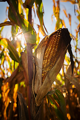 포토 JPG 해외이미지 식물 계절 산업 음식 줄기 백그라운드 잎 밭 농업 다이어트 자연 건조 건강 옥수수 씨앗 사람없음 야외 농작물 태양 농장 노란색 환경 맑음 침묵 흙 수확 성장 껍질 가을 시골 신선 낟알 땅 시리얼 허브 날것 귀 밭일 숙성 해외포토 자연요소 컬러 날씨 곡류 신체부위 소리 생태계 파일형식 이미지허브