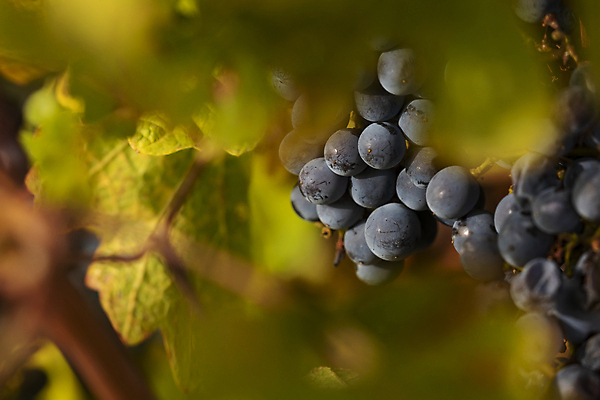 포토 JPG 해외이미지 식물 음식 잎 밭 농업 채소 과일 포도 풍경 사람없음 경제 태양 침묵 고요 황혼 일몰 가을 나뭇가지 시골 스페인 상품 땅 관목 유기농 장면 포도나무 지역 타운 아라곤 내추럴 채식주의자 해외포토 자연요소 나무 웰빙 계절 유럽 산업 노을 소리 도시 과일나무 채식 파일형식 이미지허브