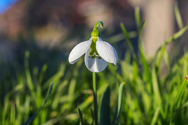 포토 JPG 해외이미지 꽃잎 꽃 사람없음 아웃포커스 개화 스노드롭 해외포토 식물 촬영기법 파일형식 이미지허브