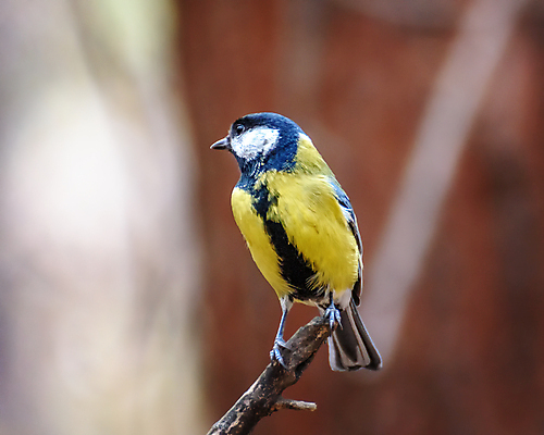 포토 JPG 해외이미지 나무 동물 야생동물 날개 자연 조류 앉기 사람없음 초록색 컬러풀 노란색 나뭇가지 숲 작음 깃털 부리 해외포토 식물 컬러 모션 크기 생태계 파일형식 이미지허브