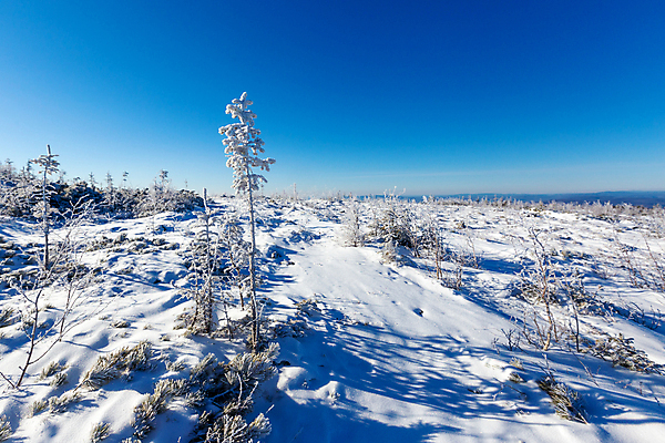 포토 JPG 해외이미지 나무 식물 계절 공원 여행 백그라운드 크리스마스 겨울 자연 하늘 동화 날씨 휴가 조명 새로움 산 파노라마 사람없음 야외 목재 햇빛 태양 뷰티 환경 냉동 얼음 추위 안개 덮개 흰색 정상 숲 연도 서리 전나무 눈보라 내추럴 산악지대 폭설 눈내림 해외포토 자연요소 공공시설 기념일 컬러 컨셉 재료 눈_날씨 촬영기법 뚜껑 자연재해 생태계 파일형식 이미지허브