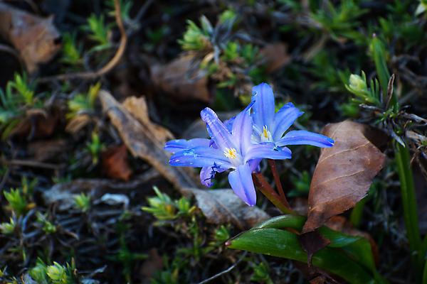포토 JPG 해외이미지 식물 계절 꽃잎 꽃 백그라운드 잎 꽃무늬 자연 사람없음 야외 초록색 파란색 뷰티 정원 봄 들꽃 성장 벚꽃 개화 작음 내추럴 해외포토 컬러 무늬 크기 생태계 파일형식 이미지허브