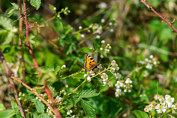 포토 JPG 해외이미지 나무 식물 동물 공원 야생동물 나비 곤충 백그라운드 잎 날개 오렌지 자연 사람없음 야외 목재 빨간색 초록색 여름 뷰티 갈색 노란색 환경 버섯 봄 가을 흰색 숲 캘리포니아 내추럴 수유 해외포토 계절 공공시설 컬러 과일 재료 미국 생태계 파일형식 이미지허브
