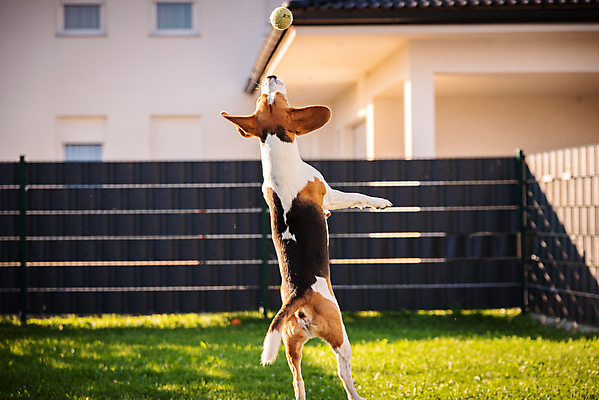 포토 JPG 해외이미지 동물 공원 행복 포즈 밭 장난 공 자연 놀이 기술 건강 잔디 사람없음 야외 여름 반려동물 장난감 달리기 운동 점프 봄 기쁨 에너지 게임 잡기 개 속도 흥분 비글 송곳니 신앙심 해외포토 식물 계절 공공시설 감정 농업 포유류 모션 치아 생태계 파일형식 이미지허브