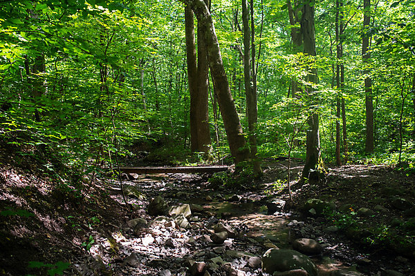 포토 JPG 해외이미지 나무 식물 웰빙 계절 공원 길 여행 백그라운드 낙엽 잎 자연 건강 사람없음 야외 목재 초록색 빛 햇빛 뷰티 환경 맑음 산책 하이킹 나뭇가지 시골 숲 명상 내추럴 해외포토 공공시설 컬러 재료 레저 날씨 휴식 태양 생태계 파일형식 이미지허브