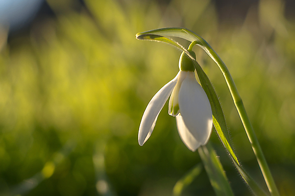 포토 JPG 해외이미지 꽃잎 꽃 사람없음 아웃포커스 개화 스노드롭 해외포토 식물 촬영기법 파일형식 이미지허브