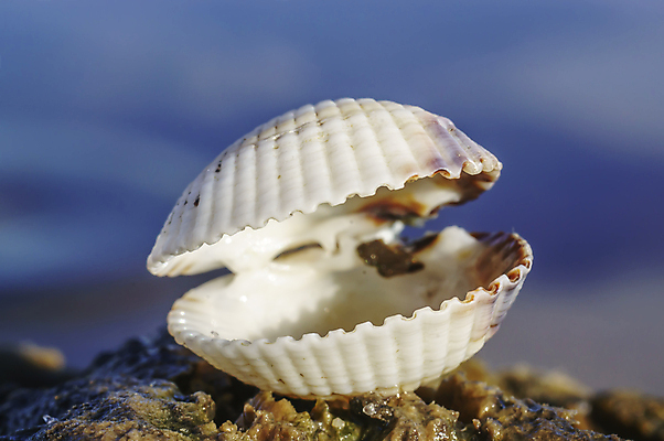 포토 JPG 해외이미지 야생동물 모래 파도 바다 백그라운드 자연 바람 휴가 조개 휴식 불가사리 독일 나선형 파노라마 사람없음 야외 치료 물 파란색 태양 일몰 껍질 황무지 떨어짐 모래언덕 방파제 북쪽 내추럴 라트비아 발트해 수평선 해외포토 자연요소 동물 공공시설 유럽 컬러 컨셉 무늬 의학 날씨 어패류 극피동물 촬영기법 북유럽 노을 방향 언덕 생태계 파일형식 이미지허브