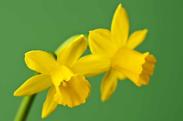 포토 JPG 해외이미지 식물 전통 꽃 부활절 선물 사람없음 장식 노란색 벚꽃 심볼 속도 원예 수선화 해외포토 기념일 컬러 취미 파일형식 이미지허브