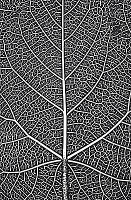 EPS 해외이미지 나무 디자인 선 리플렛 벽 백그라운드 잎 패턴 일러스트 자연 벽지 표면 날씨 추상 미술 목재 장식 검은색 고통 수확 흰색 시골 판넬 거친 낟알 고민 질감 복고 덮기 잡동사니 내추럴 그런지 수목 엘리먼트 옛날 해외일러스트 식물 감정 컬러 무늬 농업 재료 모션 문화예술 생태계 파일형식 벡터 이미지허브