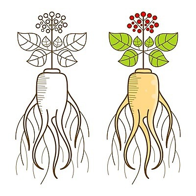 EPS 해외이미지 식물 전통 라이프스타일 디자인 꽃 음식 백그라운드 잎 꽃무늬 일러스트 재료 자연 추상 건강 미술 동양인 빨간색 약 검은색 중국 에너지 수확 흰색 나뭇가지 약초 허브 심볼 사인 그림 유기농 복고 뿌리 판화 내추럴 고립 돌봄 해외일러스트 나무 웰빙 아시아 컬러 무늬 농업 의학 모션 문화예술 인종 생활 풀_식물 생태계 파일형식 벡터 이미지허브