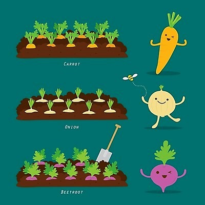 EPS 해외이미지 밭 일러스트 양파 사람없음 당근 삽 비트 해외일러스트 농업 채소 뿌리채소 파일형식 벡터 이미지허브