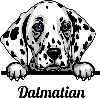 EPS 해외이미지 클립아트 동물 디자인 행복 실루엣 얼굴 새끼 일러스트 포유류 가족 발 자연 미술 미소 반려동물 머리 그리기 개 강아지 만화 수집 엿보기 심볼 사인 그림 사냥개 고립 달마시안 캐리커처 해외일러스트 감정 관계 모션 문화예술 촬영기법 표정 신체부위 생태계 파일형식 벡터 이미지허브