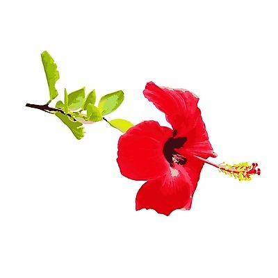 EPS 해외이미지 식물 꽃 일러스트 붓터치 사람없음 그림 번짐 히비스커스 해외일러스트 파일형식 벡터 효과 이미지허브