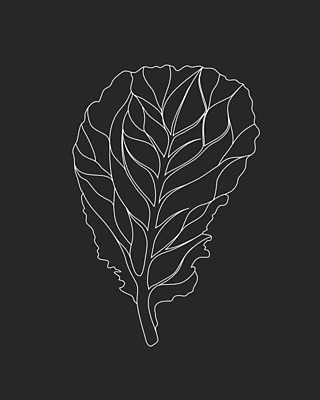 EPS 해외이미지 식물 디자인 선 음식 백그라운드 잎 농업 다이어트 채소 일러스트 재료 자연 건강 요리 그래픽 초록색 여름 농장 주방 정원 봄 샐러드 회색 흰색 신선 상추 먹기 오브젝트 그림 유기농 양배추 날것 윤곽 섬유 내추럴 고립 엘리먼트 채식주의자 로메인상추 비건 해외일러스트 웰빙 계절 산업 컬러 모션 직물 생태계 채식 파일형식 벡터 이미지허브