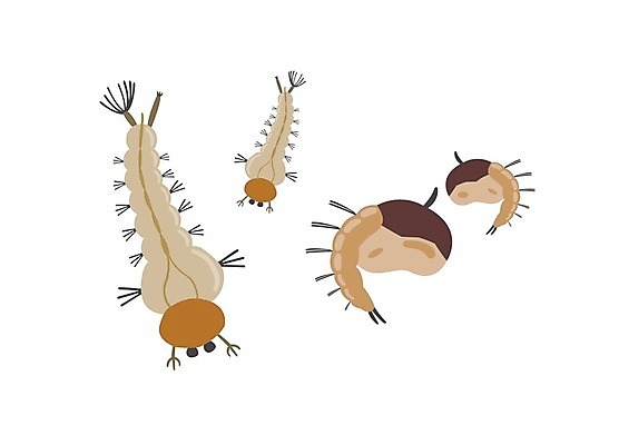 EPS 해외이미지 동물 캐릭터 디자인 곤충 백그라운드 잎 일러스트 자연 건강 동물원 성인 그래픽 물 노란색 무대 흰색 열 변화 해충 벌레 만화 그림 생물학 순환 애벌레 고립 복근 제어 해외일러스트 일러캐릭터 자연요소 식물 교육 컬러 컨셉 모션 근육 사람 생태계 파일형식 벡터 이미지허브